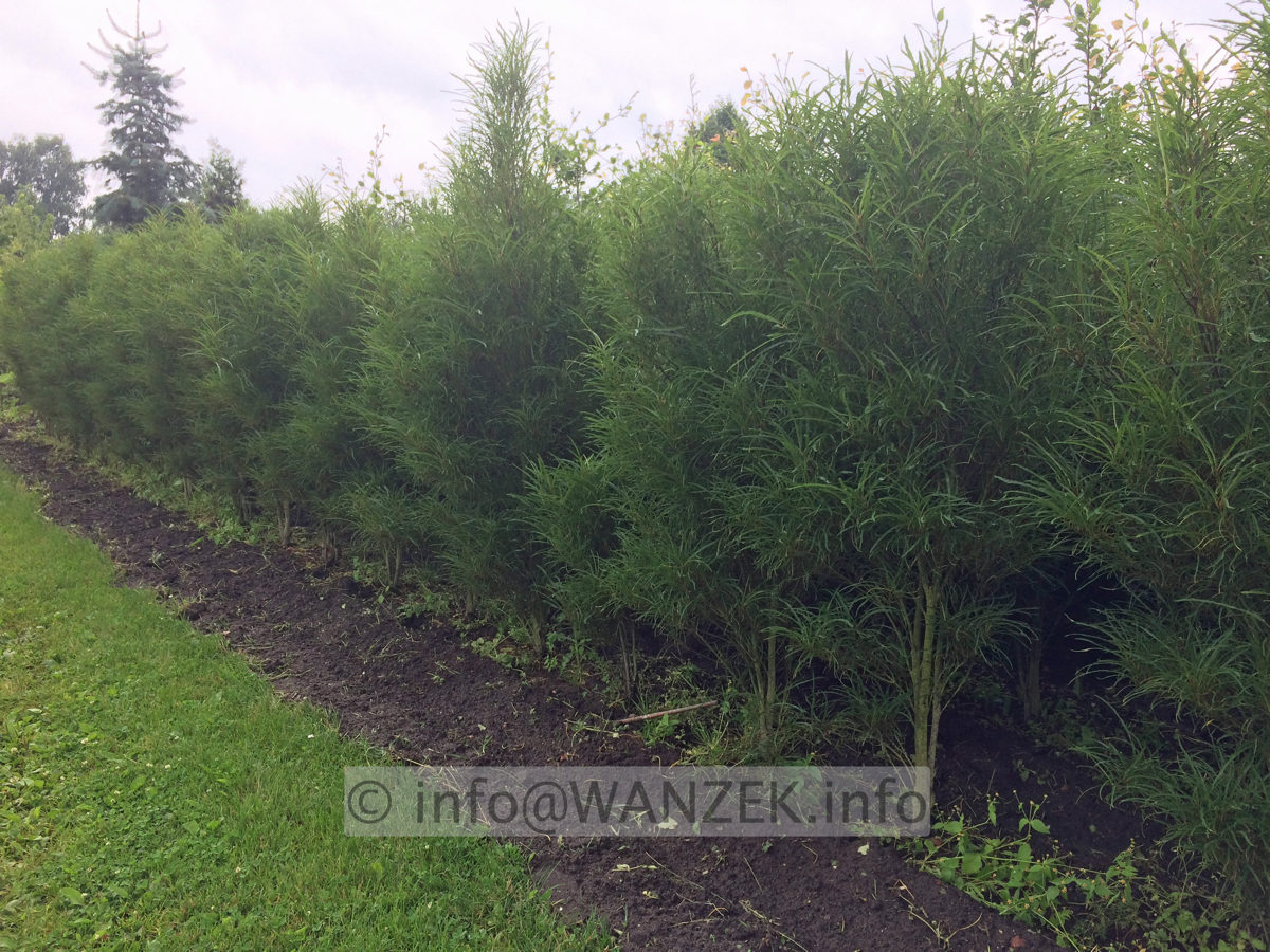 Rhamnus frangula Fine Line 01 als Reihe.jpg